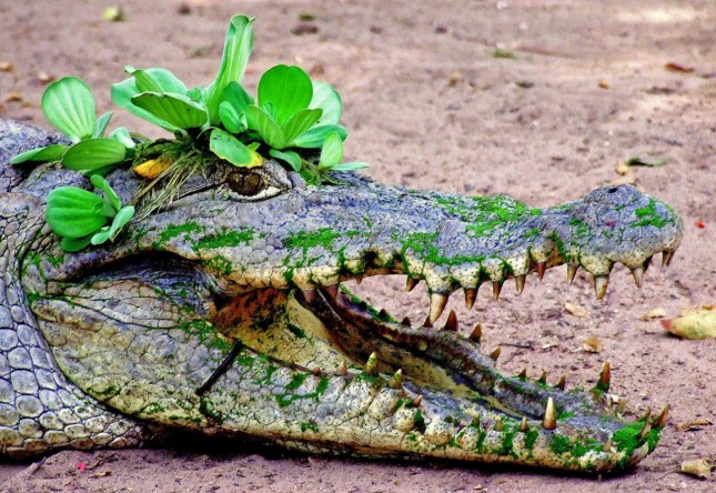 19.Krokodil.jpg