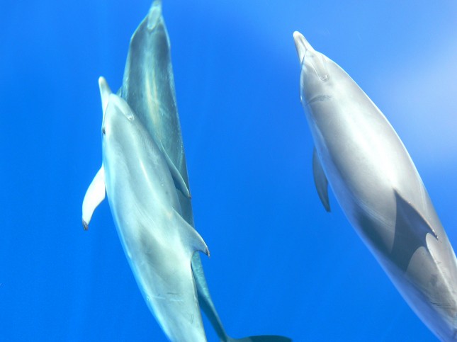 Delfine vor Gomera