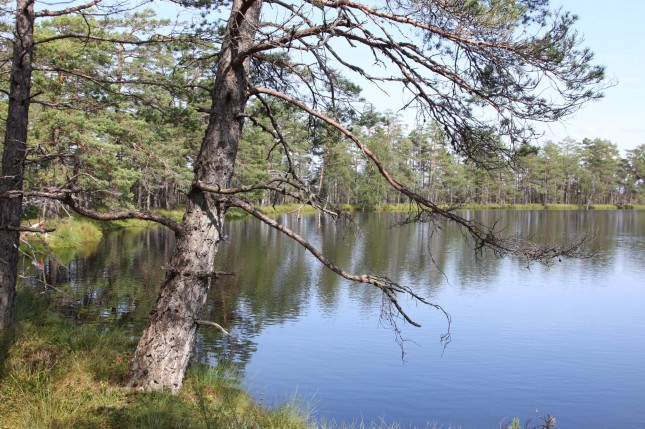 Foto C. Nowak-Värnamo, See im Store Mosse Nationalpark
