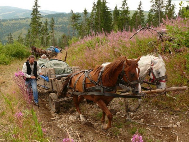 Pferdefuhrwerk in den Karpaten 