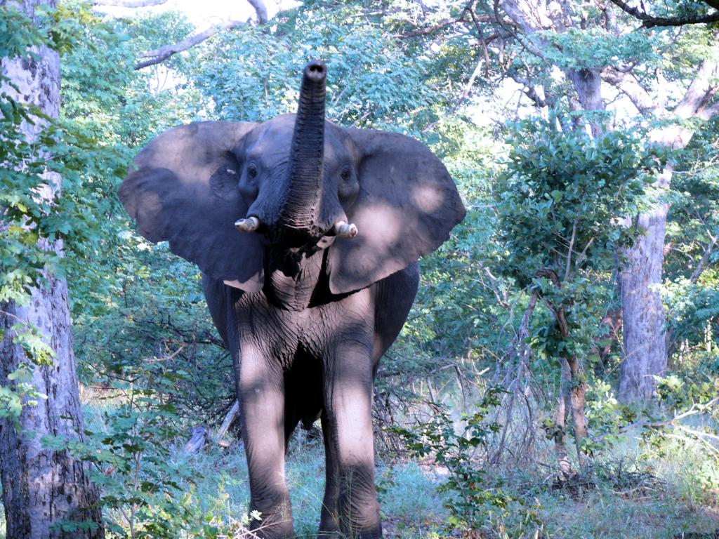K1024_Elefant1
