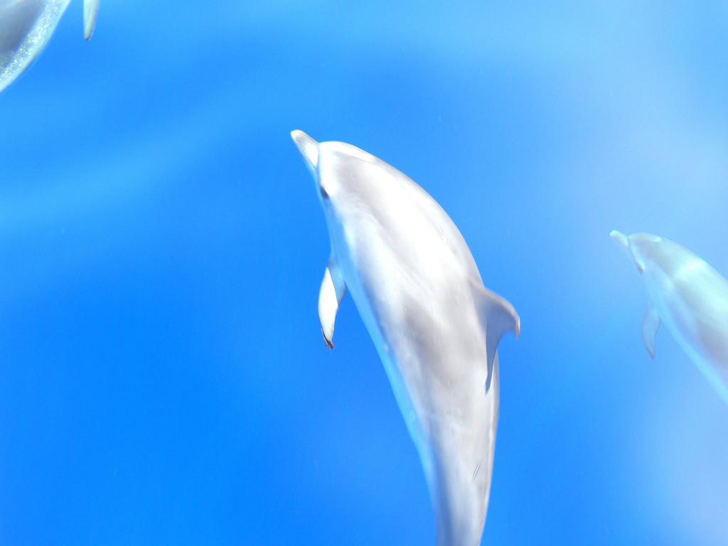 Fleckendelfin vor Gomera