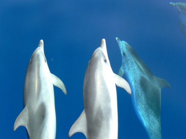 Fleckendelfine vor Gomera 