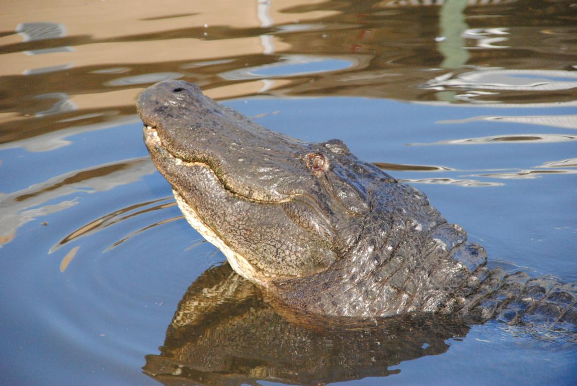 K1024_Orlando-Alligator