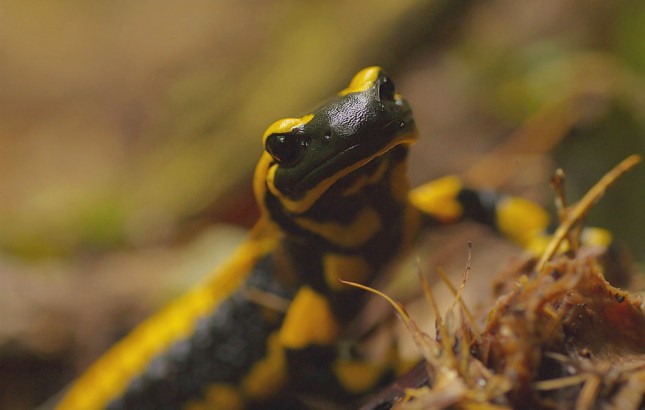 Salamander_Harz