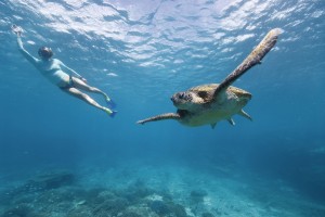 Meeresschildkröte vor der Küste von Queensland, Australien