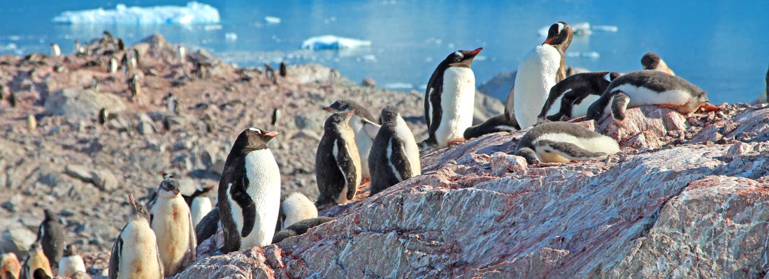Antarktis: Pinguine
